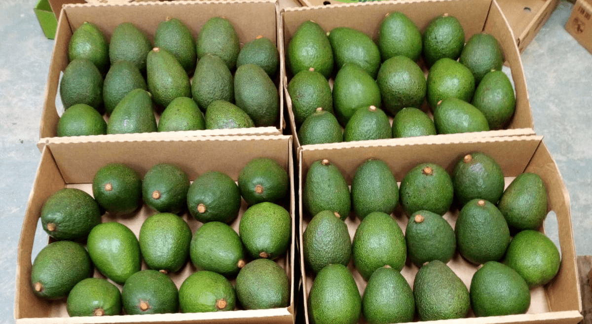 Avocado's profile